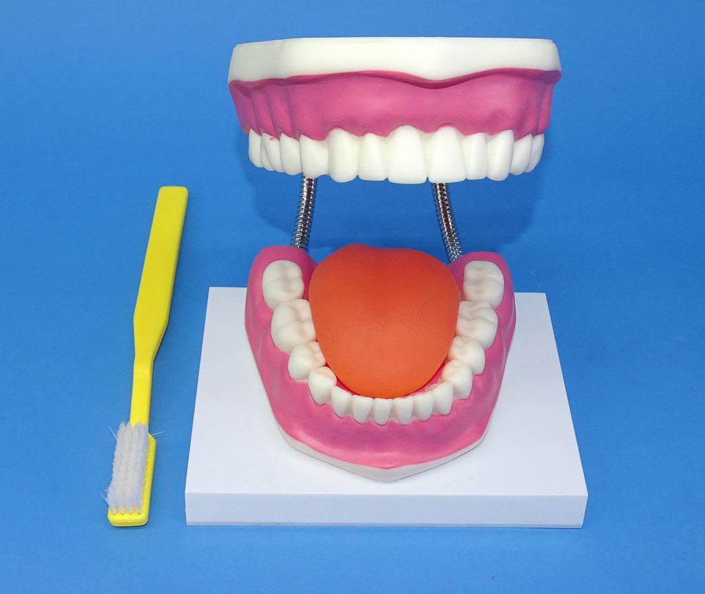 MODEL TEETH DENTAL CARE
