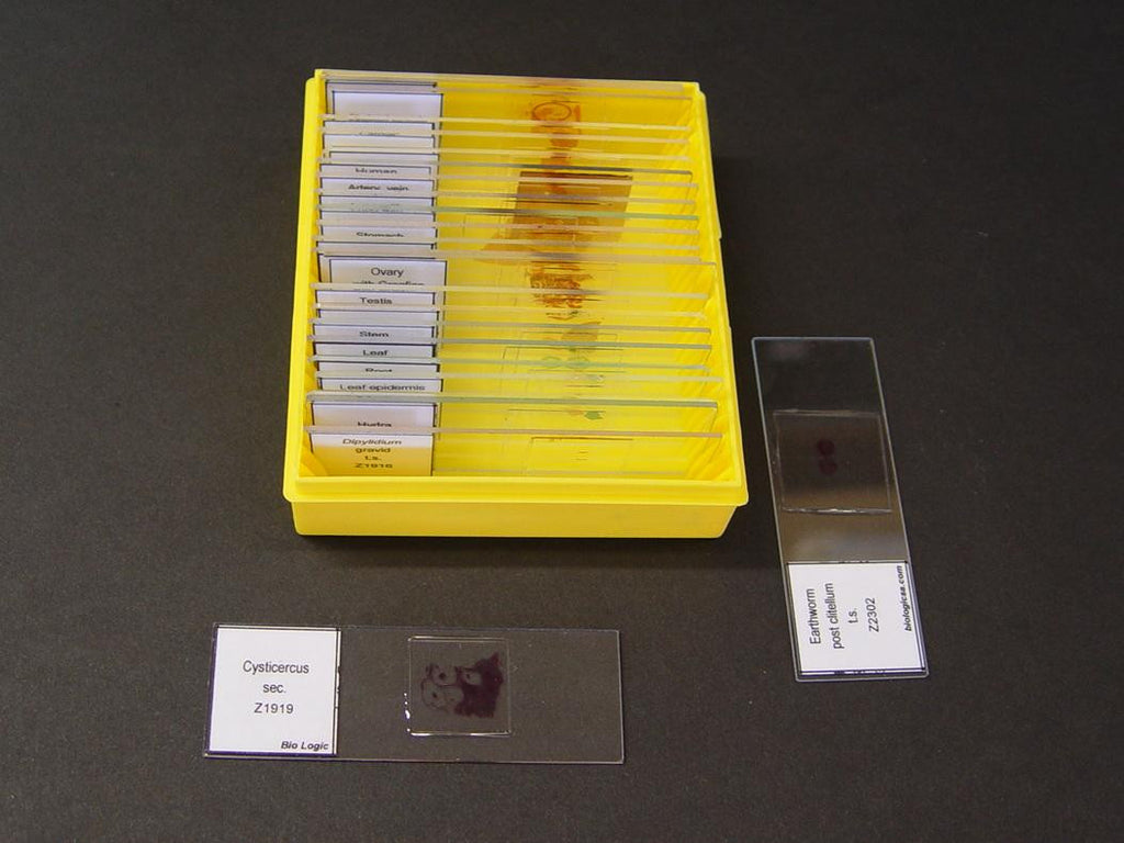 SLIDES PREPARED SET/10 BIOLOGY