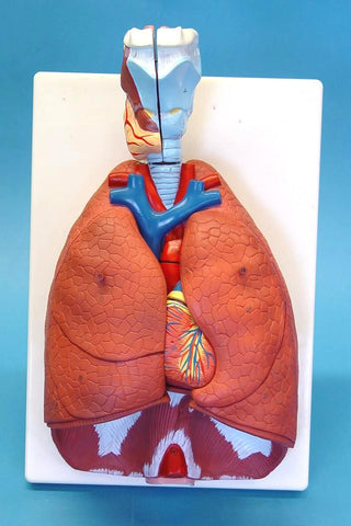 MODEL LUNGS WITH HEART