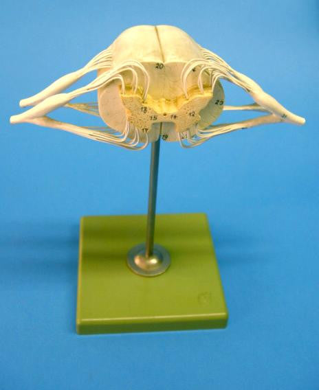 MODEL SPINAL CORD & NERVES SOM