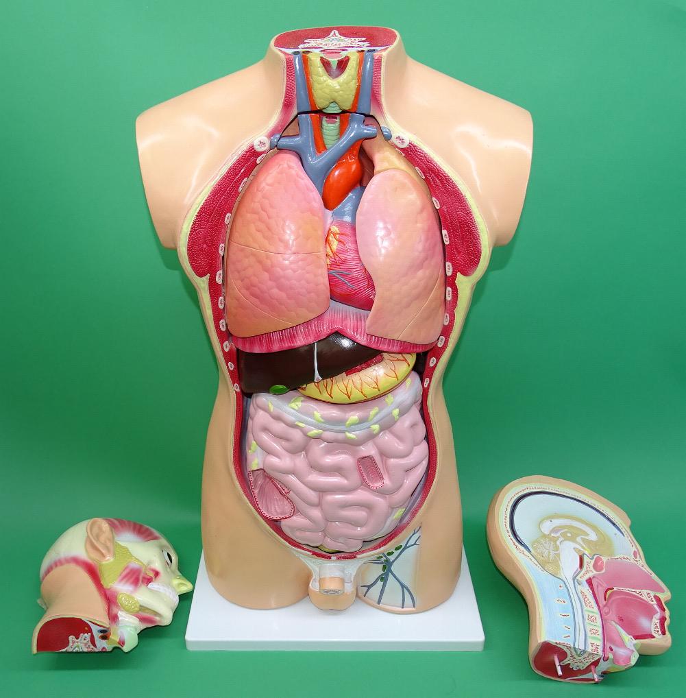 MODEL TORSO LARGE SHM