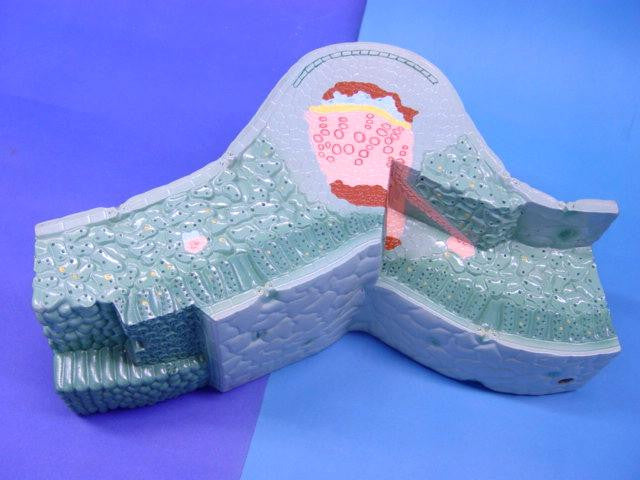 MODEL CROSS SECTION LEAF