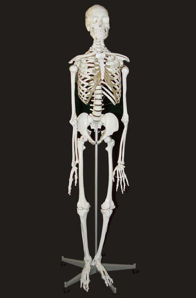 MODEL SKELETON HUMAN