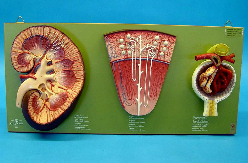 MODEL KIDNEY NEPHRON GLOMERULS