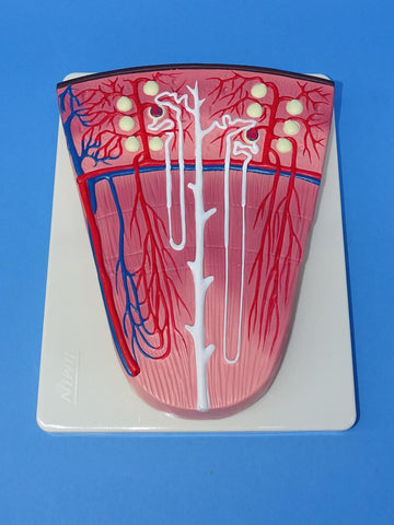 MODEL NEPHRON