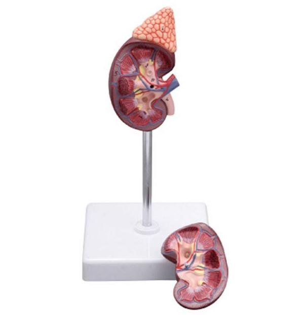 MODEL KIDNEY & ADRENAL GLAND N