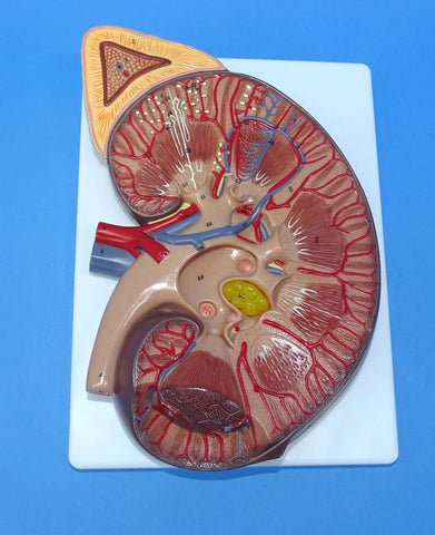 MODEL KIDNEY   RIGHT SIDE