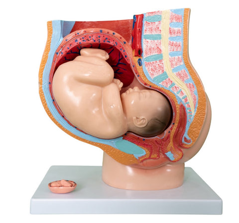 MODEL PREGNANCY  - ECON