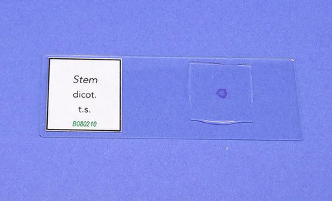 SLIDE P. DICOT STEM ts HELIAN