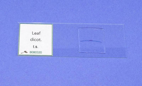 SLIDE P. DICOT LEAF ts