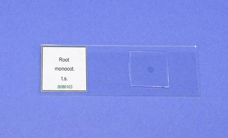 SLIDE P. MONOCOT ROOT t.s.