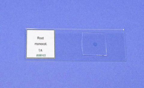 SLIDE P. MONOCOT ROOT t.s.