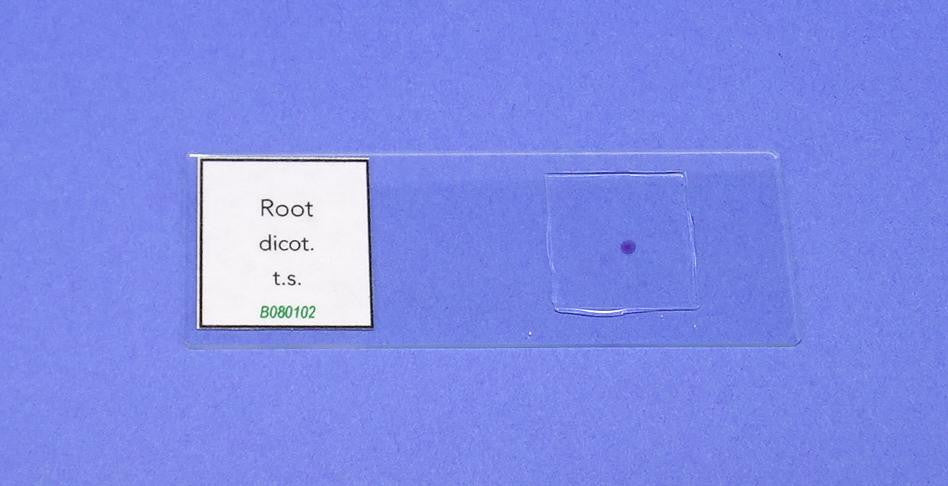 SLIDE P. DICOT ROOT t.s.