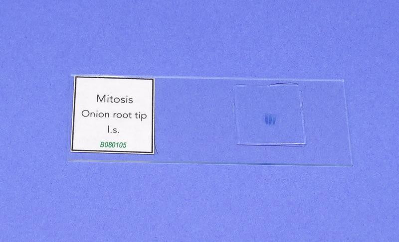 SLIDE P. MITOSIS PLANT ALL ST.