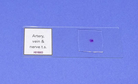 SLIDE P. ARTERY VEIN & NERVE