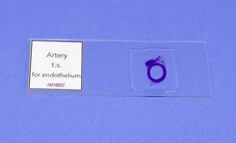 SLIDE P. ARTERY