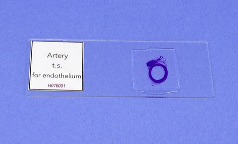 SLIDE P. ARTERY