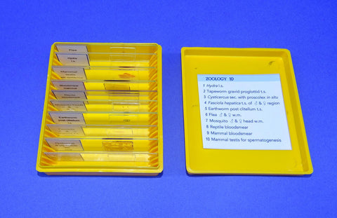 SLIDES PREPARED SET/10 ZOOLOGY
