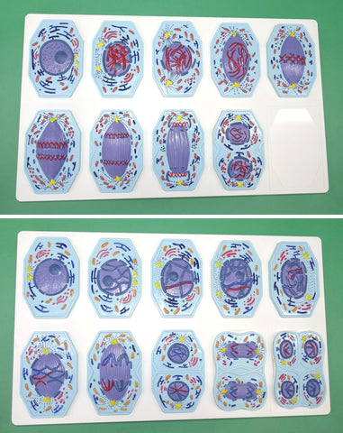 MODEL MITOSIS & MEIOSIS