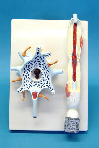 MODEL NEURON 2 PARTS
