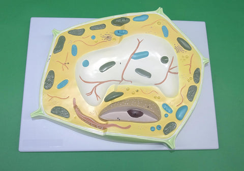 MODEL PLANT CELL CEB