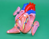 MODEL HEART  ECON