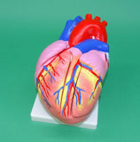 MODEL HEART  ECON