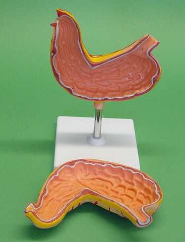MODEL STOMACH 2-PART