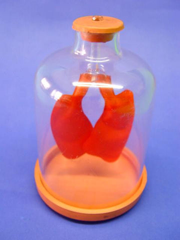 MODEL LUNGS DEMO JAR INH/EXH