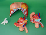 MODEL TORSO LARGE TWO SEX ECON