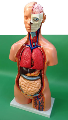 MODEL TORSO LARGE TWO SEX ECON