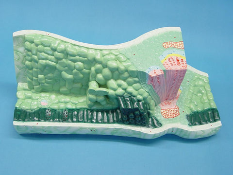 MODEL LEAF STRUCTURE