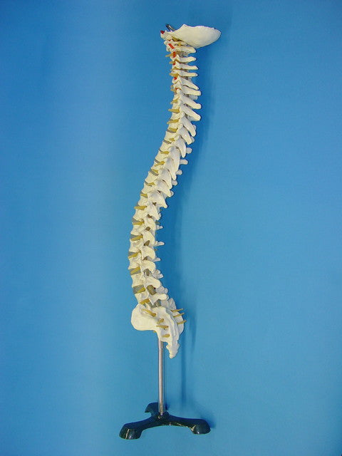 MODEL SPINAL COLUMN HUMAN