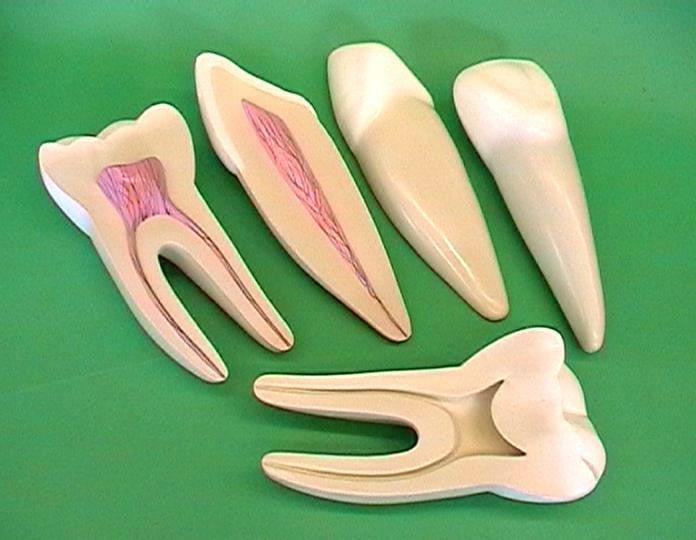 MODEL TOOTH SET/3 ECONO 12X