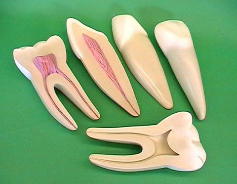 MODEL TOOTH SET/3 ECONO 12X