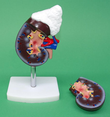 MODEL KIDNEY & ADRENAL GLAND E