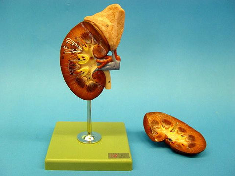 MODEL KIDNEY & ADRENAL GLAND S