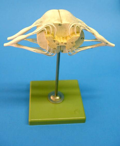 MODEL SPINAL CORD & NERVES SOM