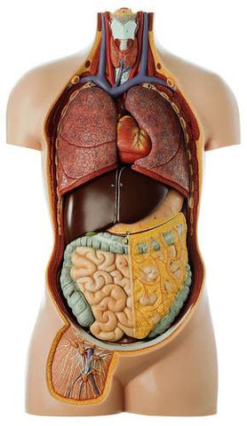MODEL TORSO LARGE 12 PARTS