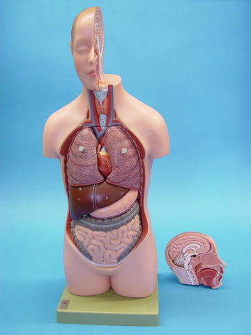 MODEL TORSO HALF SIZE + HEAD