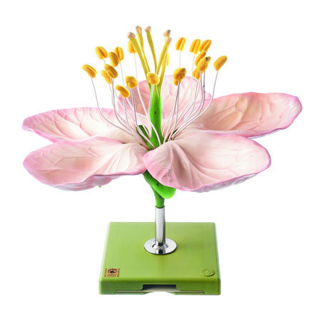 MODEL FLOWER