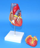 MODEL HEART  NATURAL SIZE