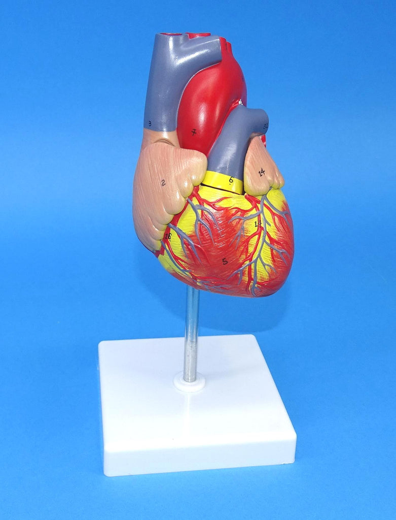MODEL HEART  NATURAL SIZE