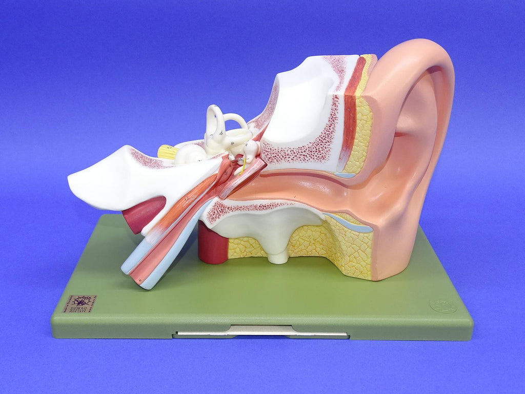 MODEL EAR  SOM