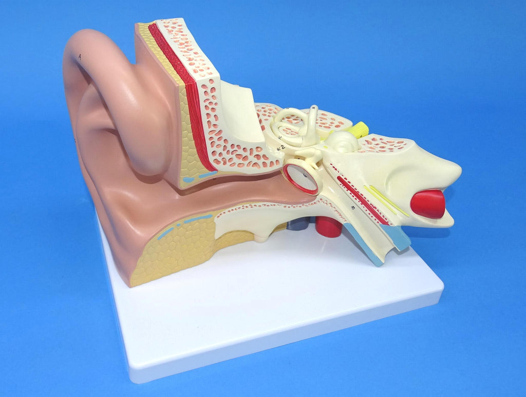 MODEL EAR  G