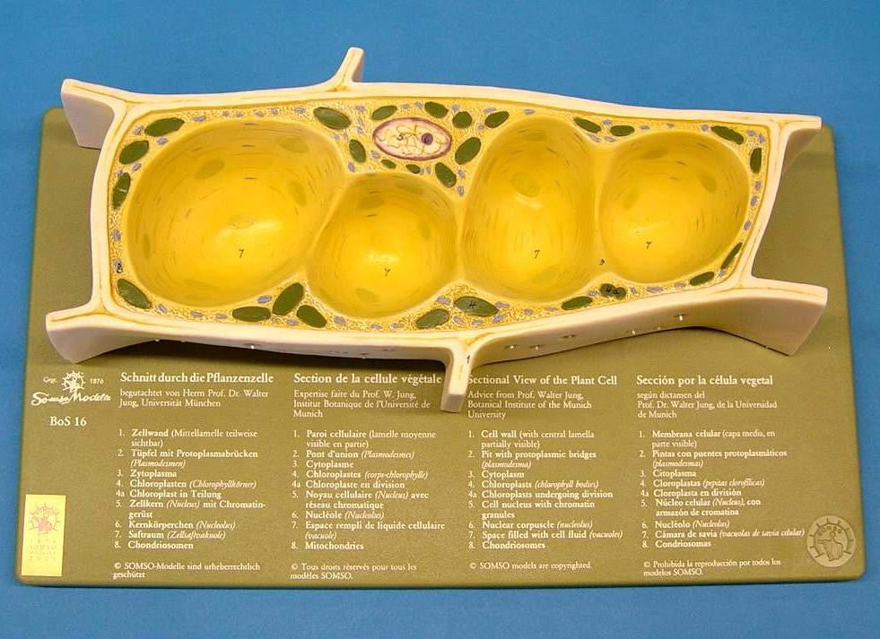 MODEL PLANT CELL