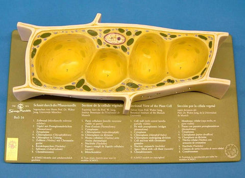 MODEL PLANT CELL
