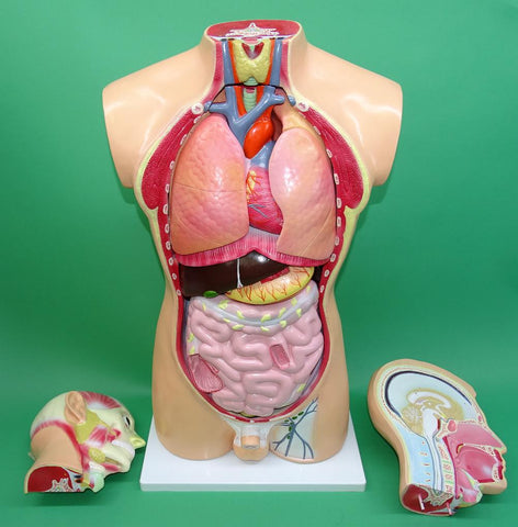 MODEL TORSO LARGE   SHM