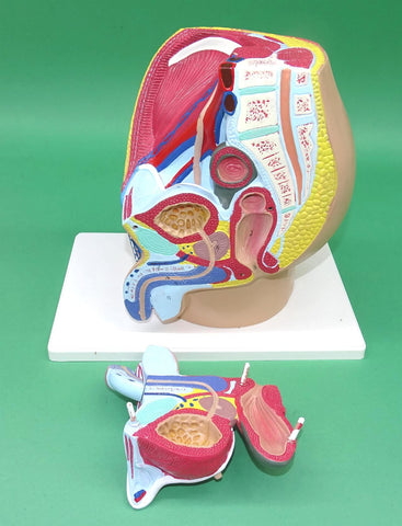 MODEL MALE PELVIS SECTION