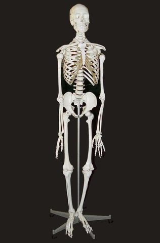 MODEL SKELETON HUMAN